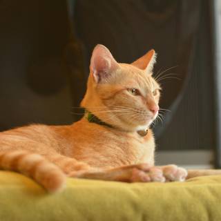 Ginger cat 4k wallpaper