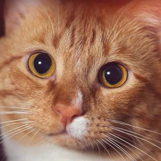 Ginger cat 4k wallpaper