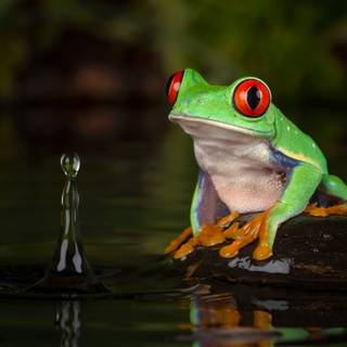 4k frogs wallpaper