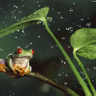 Cute frog desktop wallpaper