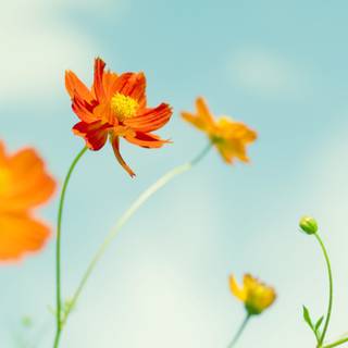 Desktop 4k flowers wallpaper