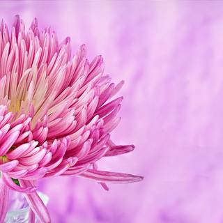 Desktop 4k flowers wallpaper