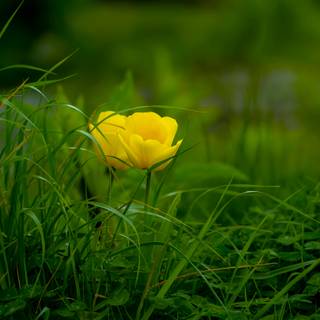 Desktop 4k flowers wallpaper