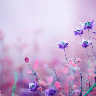 Desktop 4k flowers wallpaper