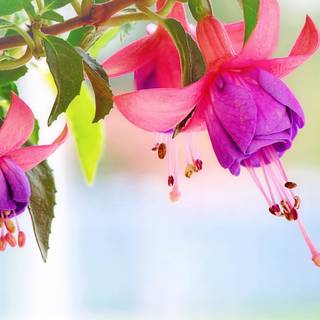 Desktop 4k flowers wallpaper