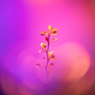 Desktop 4k flowers wallpaper