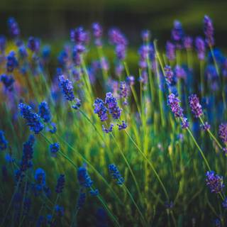 Desktop 4k flowers wallpaper