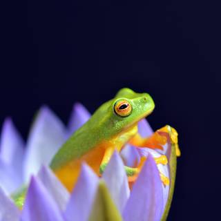 4k frogs wallpaper