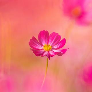 Desktop 4k flowers wallpaper