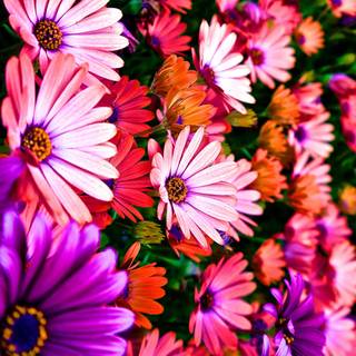 Desktop 4k flowers wallpaper