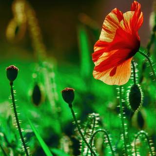 Desktop 4k flowers wallpaper