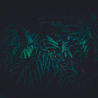 4k dark portrait wallpaper