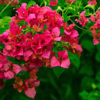 Desktop 4k flowers wallpaper