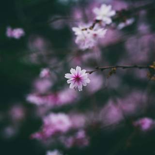 Desktop 4k flowers wallpaper