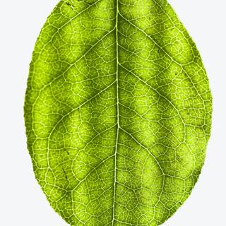 Leaf phone wallpaper