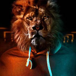 Lion male wallpaper