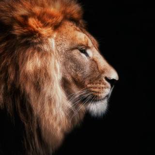 Lion iPhone 12 wallpaper