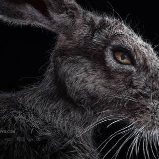 The Witch 2015 wallpaper