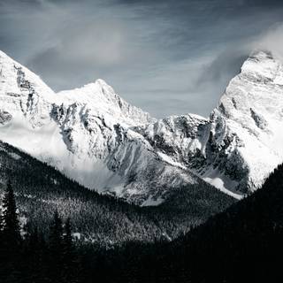 White nature 4k wallpaper