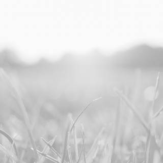 White nature 4k wallpaper