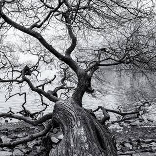 White nature 4k wallpaper