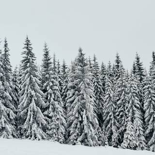 White nature 4k wallpaper