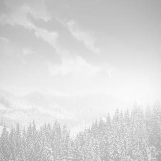 White nature 4k wallpaper