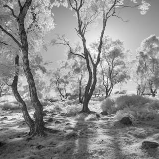 White nature 4k wallpaper