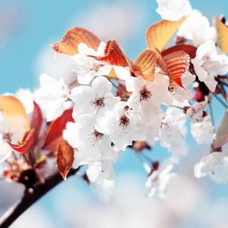 White nature 4k wallpaper