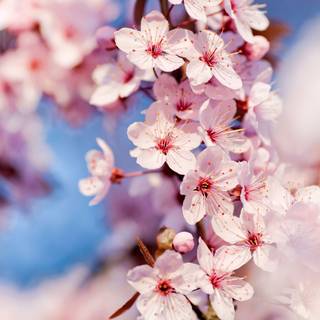 Flowers 4k desktop wallpaper