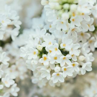 White nature 4k wallpaper