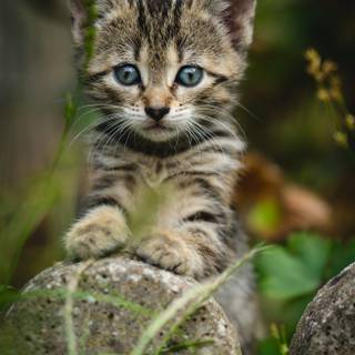 Cat 4k Android wallpaper