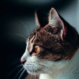 Cat 4k Android wallpaper