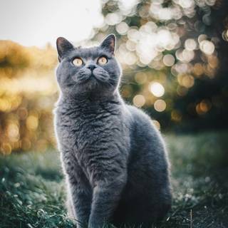 Cat 4k Android wallpaper