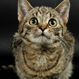 Cat 4k Android wallpaper