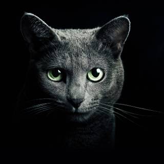 Dark 4k cats wallpaper