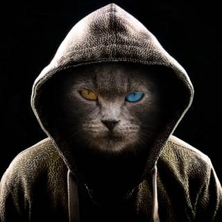 Cat cartoon 4k wallpaper