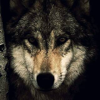 Wolf 4k mobile wallpaper
