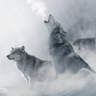 Wolf 4k mobile wallpaper