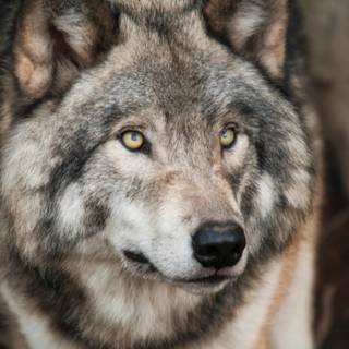 Fierce wolf wallpaper