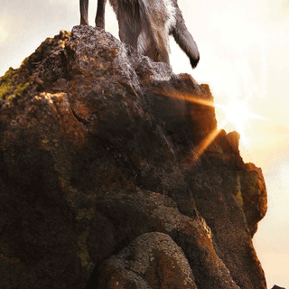 Wolf 4k mobile wallpaper