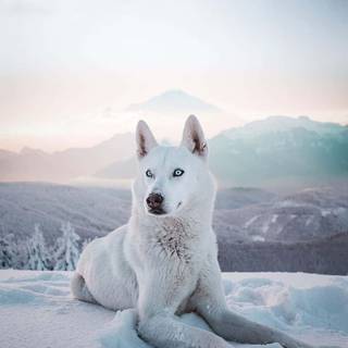 Wolf 4k mobile wallpaper