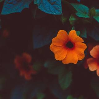 Authentic iPhone wallpaper