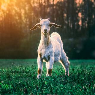 Goat phone wallpaper