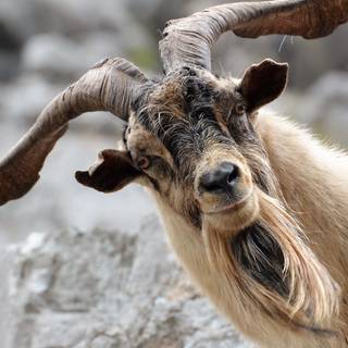 Goat phone wallpaper