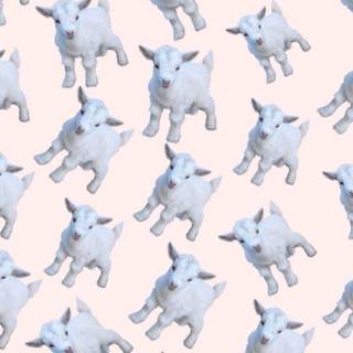 Goat phone wallpaper