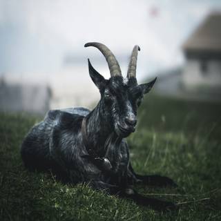 Goat phone wallpaper