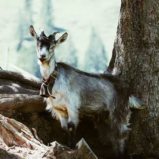 Goat phone wallpaper