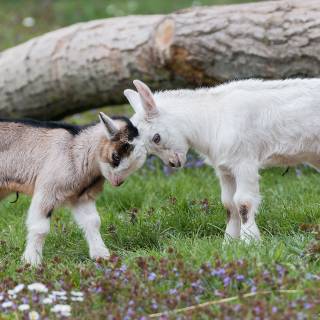 Goat animal wallpaper