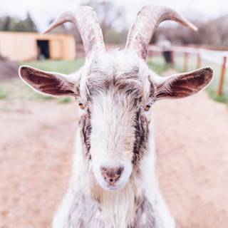 Goat phone wallpaper